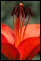 Red Lily, 2010