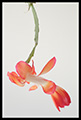 Christmas cactus, 2004