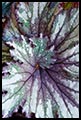 Begonia 2012