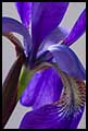 Iris 2012