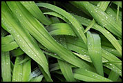 Raindrops, 2005