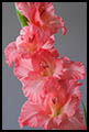 Gladiolus 2012