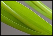 Tulip stems, 2012
