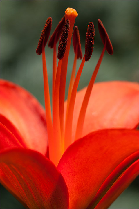 Red Lily, 2010