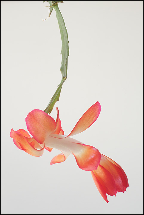Christmas cactus 2004
