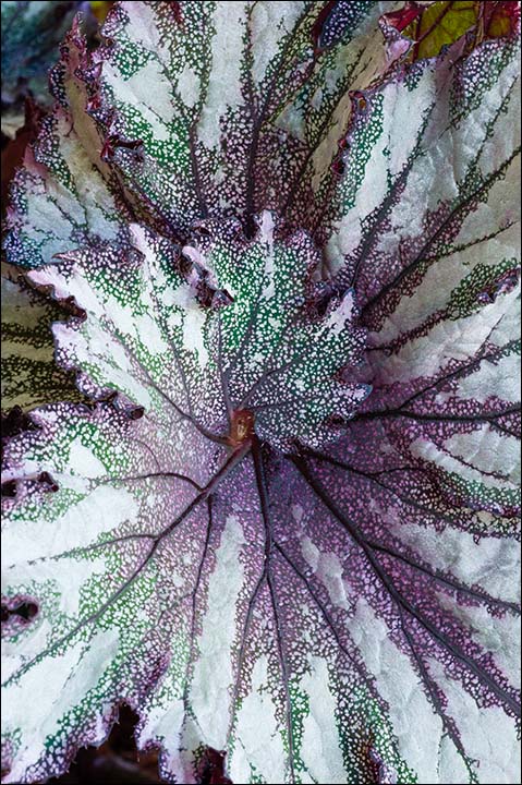 Begonia 2012