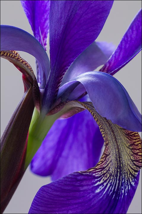 Iris, 2012
