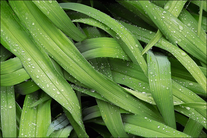 Raindrops, 2005