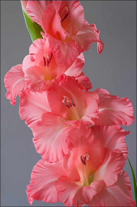 Gladiolus 2012